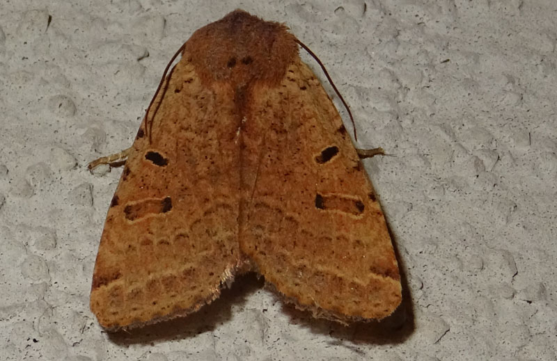 Agrochola (Agrochola) lychnidis - Noctuidae